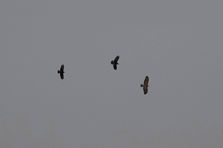 Buzzard, 1/1600sec. f/5.6, ISO 100, 220 mm