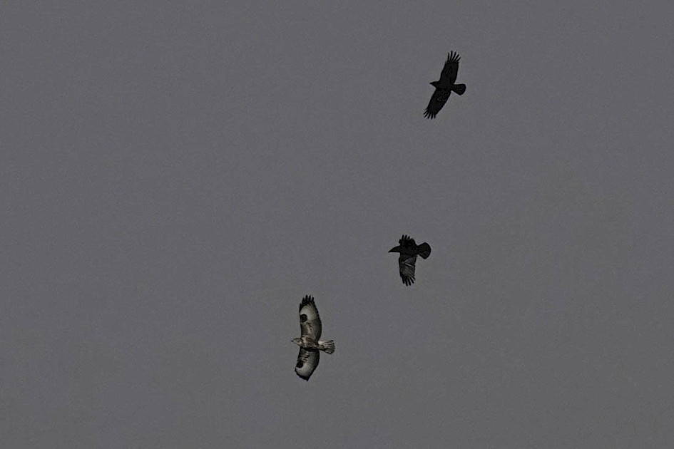 Buzzard, 1/1600sec. f/5.6, ISO 100, 220 mm