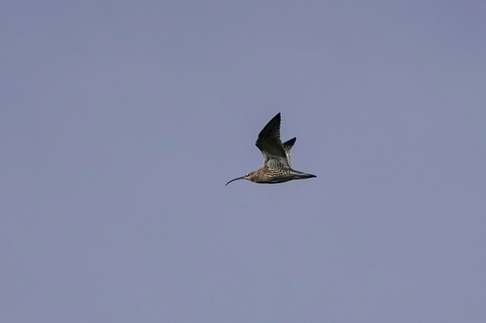 Curlew, 1/1600 sec. f/5.6, ISO 100, 220 mm