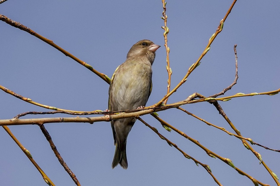 Greenfinch, 1/640sec. f/5.6, ISO 100, 220 mm