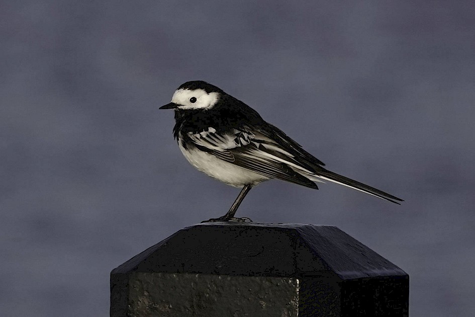 Pied Wagtail, 1/400 sec. f/5.6, ISO 100, 220 mm