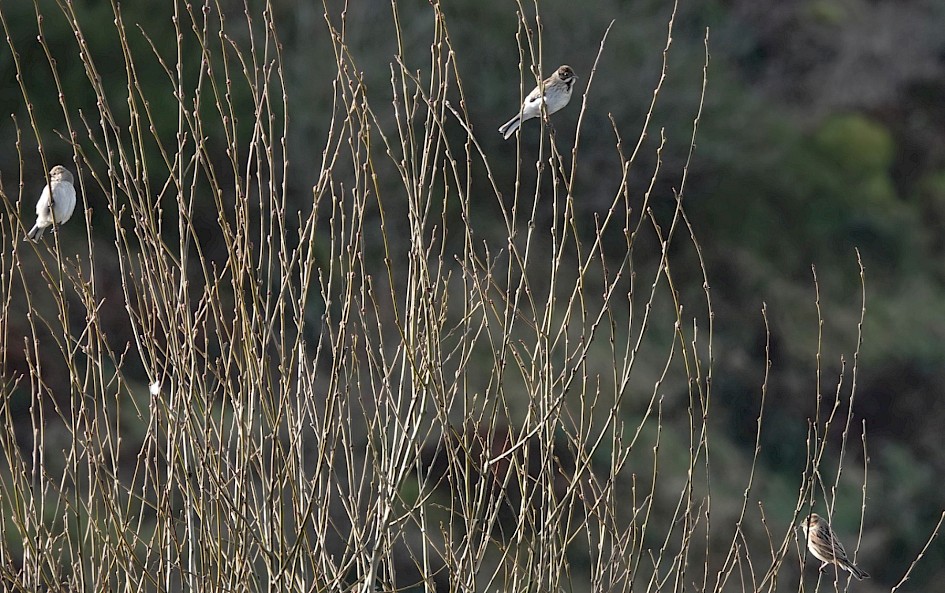Reed Buntings, 1/250sec. f/5.6, ISO 250, 220 mm