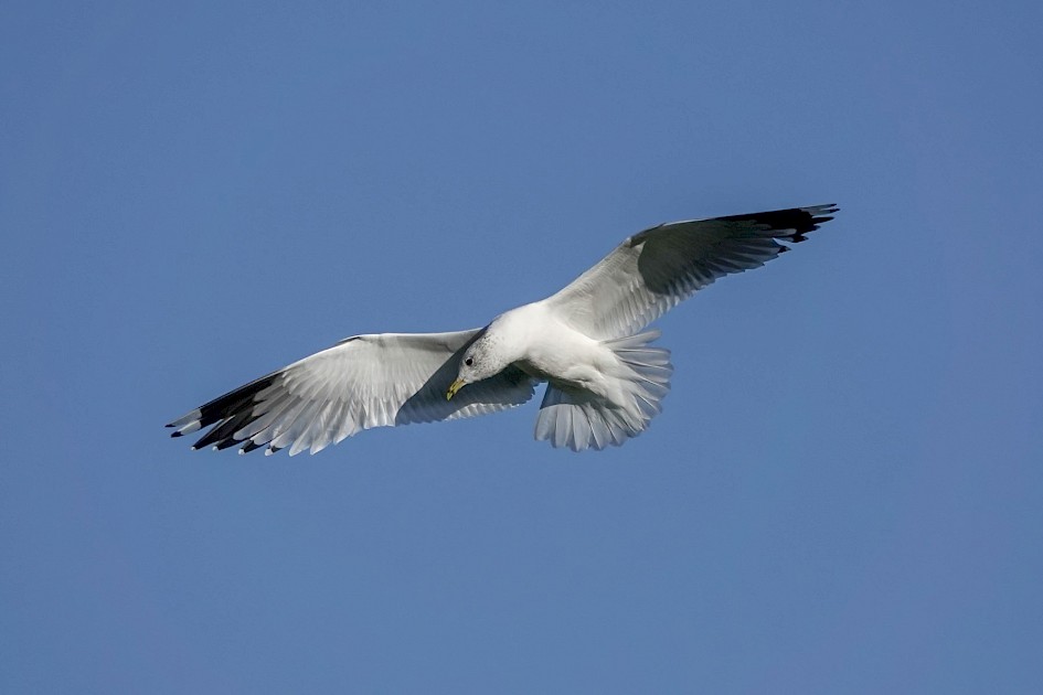 Common Gull, 1/2500sec. f/5.6, ISO 100, 220 mm