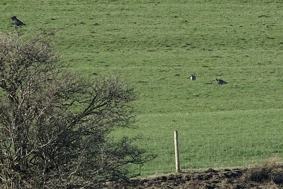 Curlews, 1/400sec. f/5.6, ISO 100, 220 mm