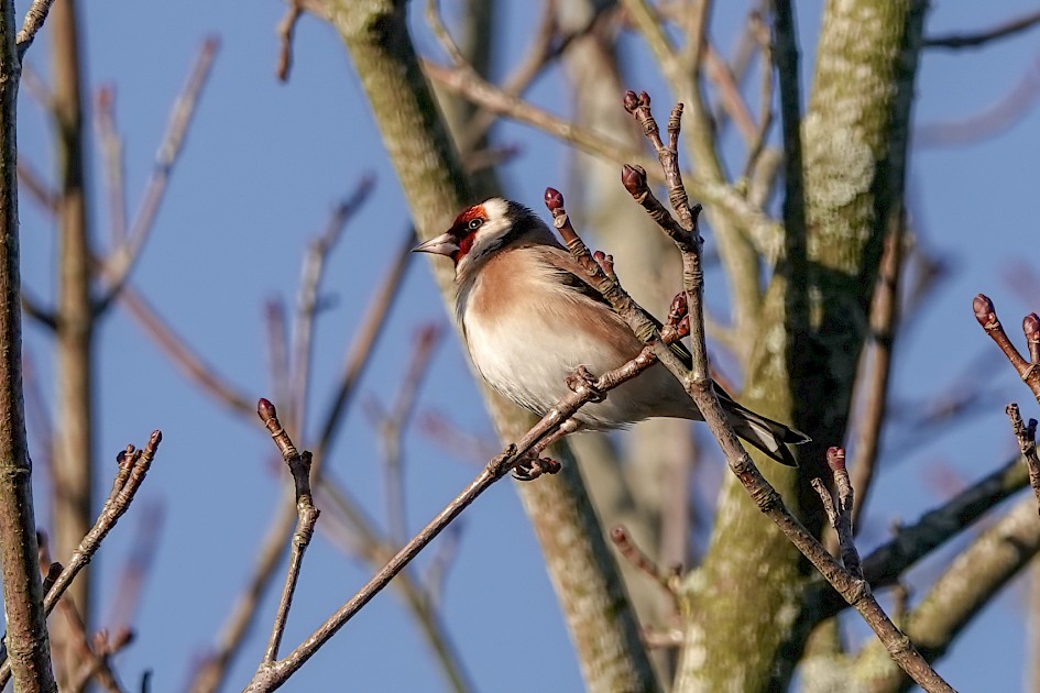 Goldfinch, 1/320sec. f/5.6, ISO 100, 220 mm