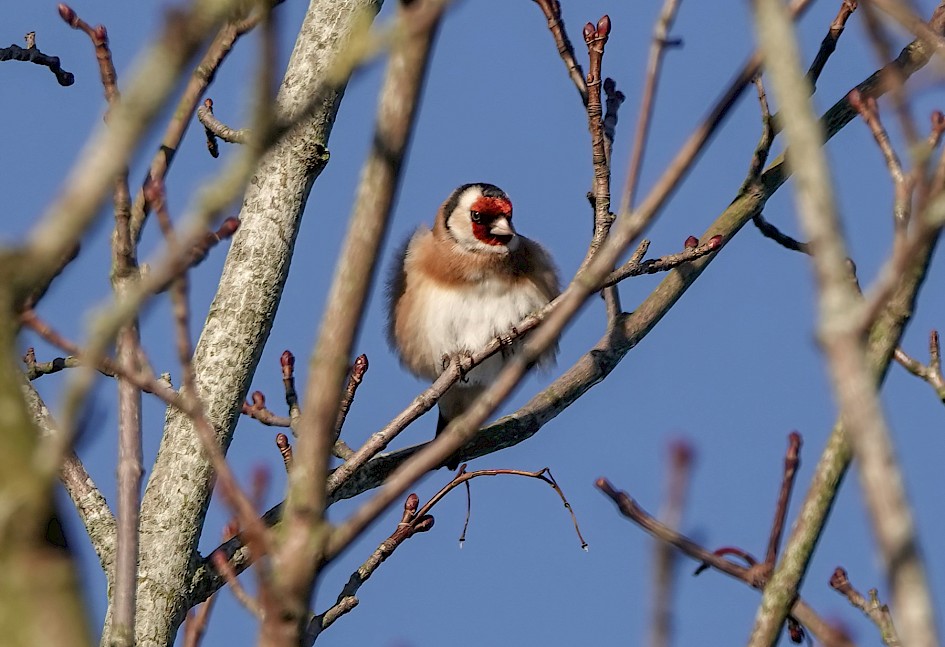 Goldfinch, 1/320sec. f/5.6, ISO 100, 220 mm