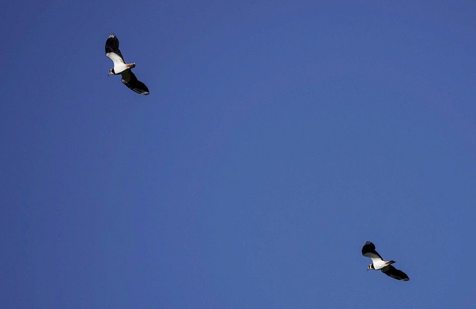 Lapwings, 1/1600sec. f/5.6, ISO 100, 220 mm