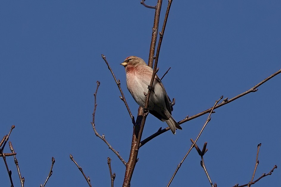 Redpoll, 1/400sec. f/5.6, ISO 100, 220 mm