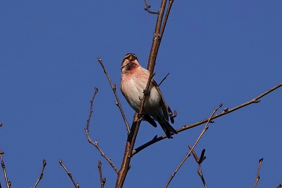 Redpoll, 1/640sec. f/5.6, ISO 100, 220 mm