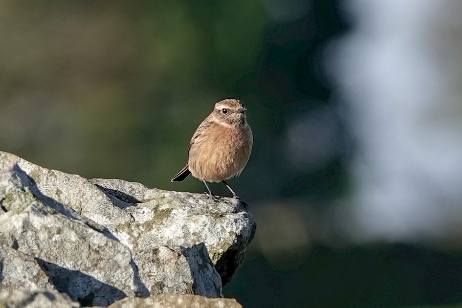 Stonechat, 1/250sec. f/5.6, ISO 100, 220 mm
