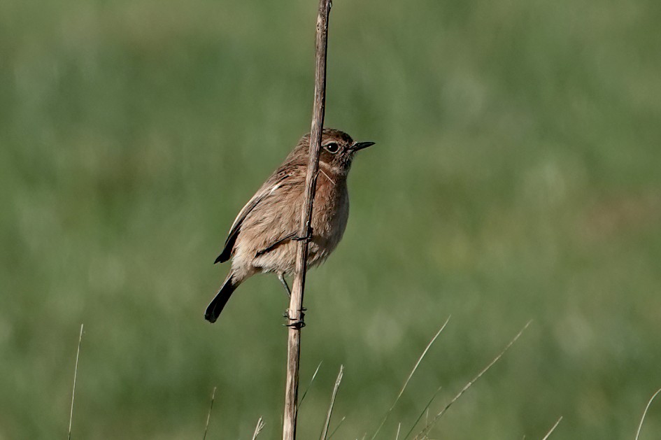Stonechat, 1/500sec. f/5.6, ISO 100, 220 mm