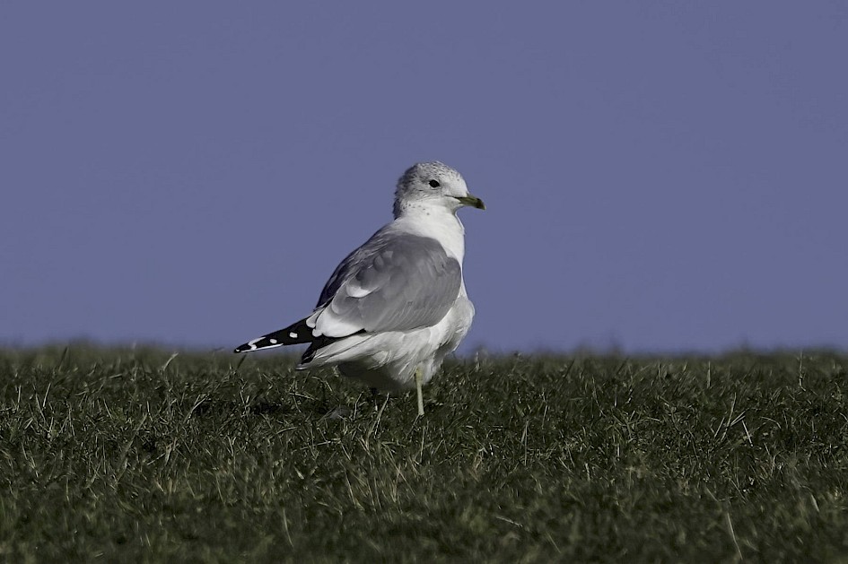 Common Gull, 1/1250 sec, f/5.6, ISO 100, 220 mm