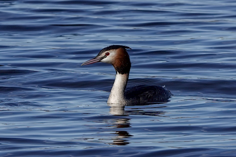 Great Crested Grebe, 1/640 sec, f/5.6, ISO 100, 220 mm