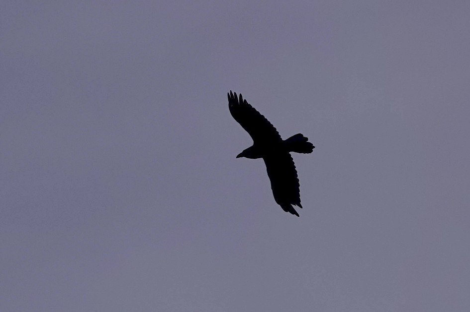 Raven, 1/1600 sec, f/5.0, ISO 100, 219.76 mm