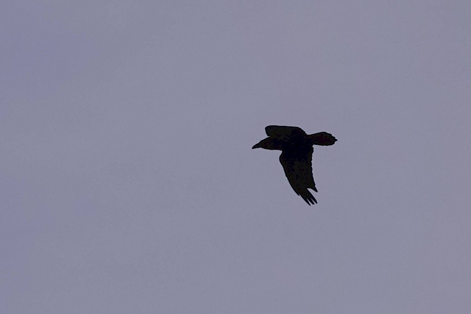 Raven, 1/1600 sec, f/5.0, ISO 100, 219.76 mm
