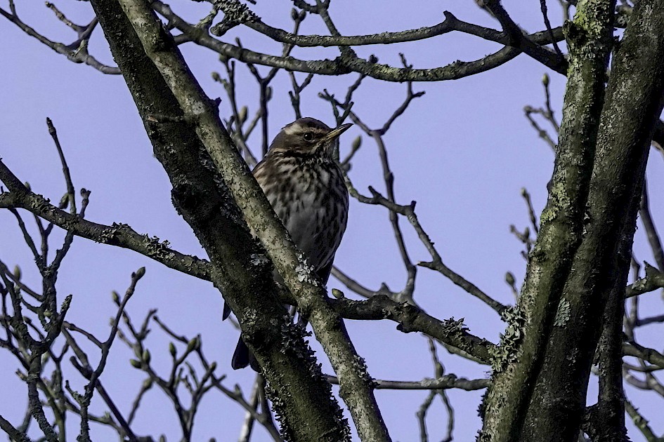 Redwing, 1/500 sec, f/5.0, ISO 125, 219.76 mm