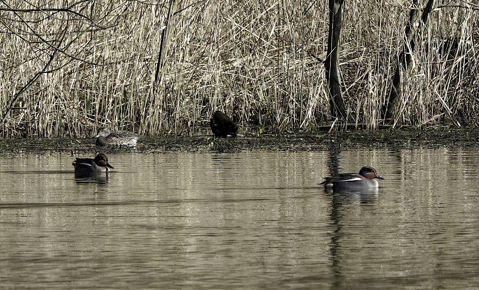 Teal, 1/500 sec, f/5.6, ISO 160, 220 mm