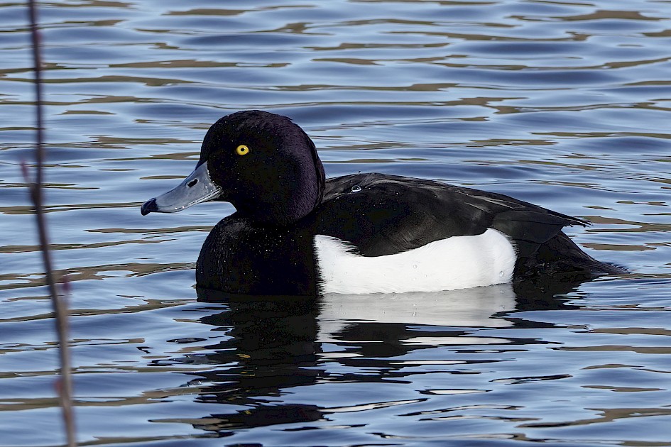 Tufted Duck , 1/500 sec, f/5.6, ISO 200, 220 mm