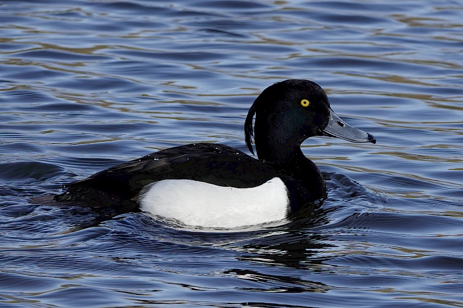 Tufted Duck , 1/500 sec, f/5.6, ISO 160, 220 mm