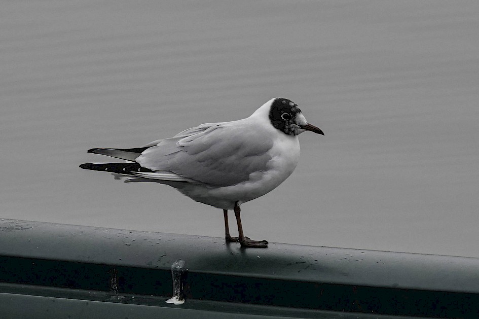 Black-headed Gull, 1/250 sec, f/6.3, ISO 320, 220 mm