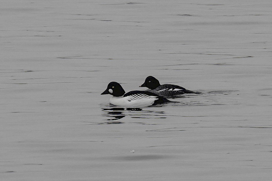 Goldeneye, 1/250 sec, f/5.6, ISO 320, 220 mm