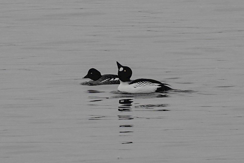 Goldeneye, 1/250 sec, f/5.6, ISO 320, 220 mm
