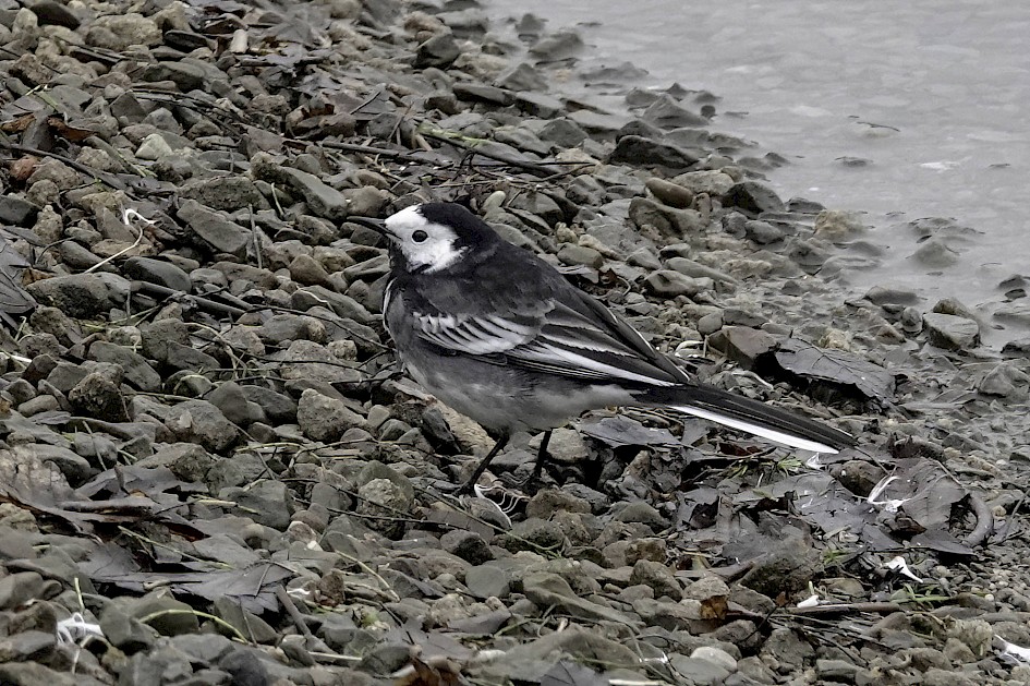 Pied Wagtail, 1/250 sec, f/6.3, ISO 1000, 220 mm