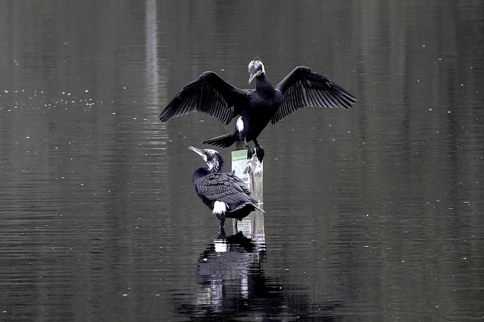 Cormorants, 1/250 sec, f/5.6, ISO 1600, 220 mm