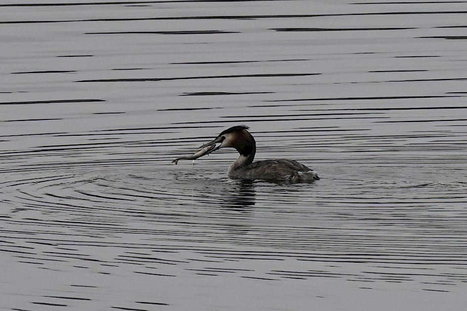 Great Crested Grebe, 1/250 sec, f/5.6, ISO 160, 151.11 mm