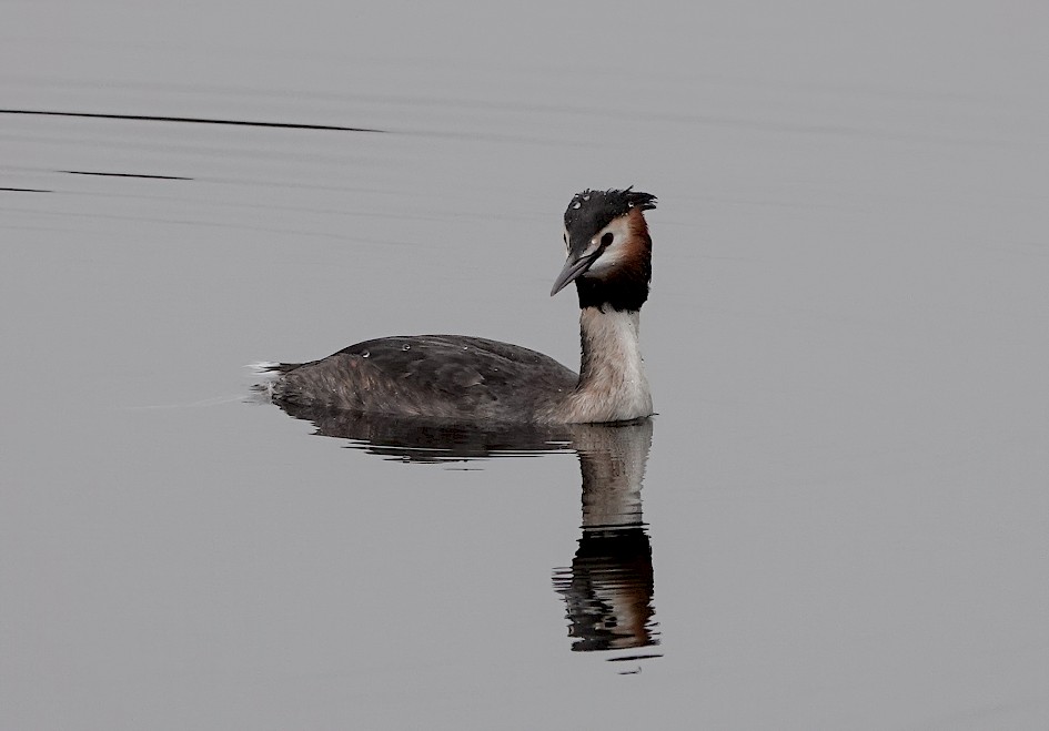 Great Crested Grebe, 1/250 sec, f/5.6, ISO 160, 220 mm