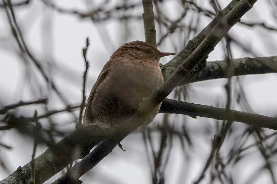 Wren, 1/250 sec, f/5.6, ISO 250, 220 mm
