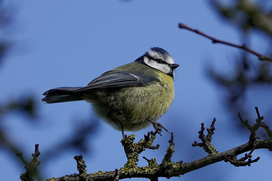 Blue Tit, 1/400 sec, f/5.6, ISO 100, 220 mm
