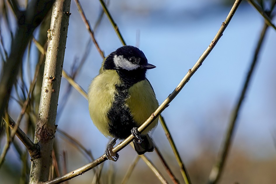 Great Tit , 1/250 sec, f/5.6, ISO 100, 220 mm