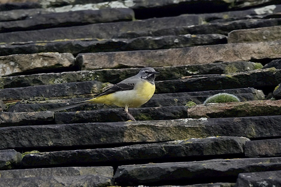Grey Wagtail, 1/250 sec, f/5.6, ISO 160, 220 mm