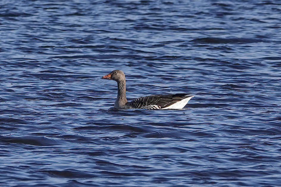 Greylag Goose, 1/400 sec, f/5.6, ISO 100, 220 mm