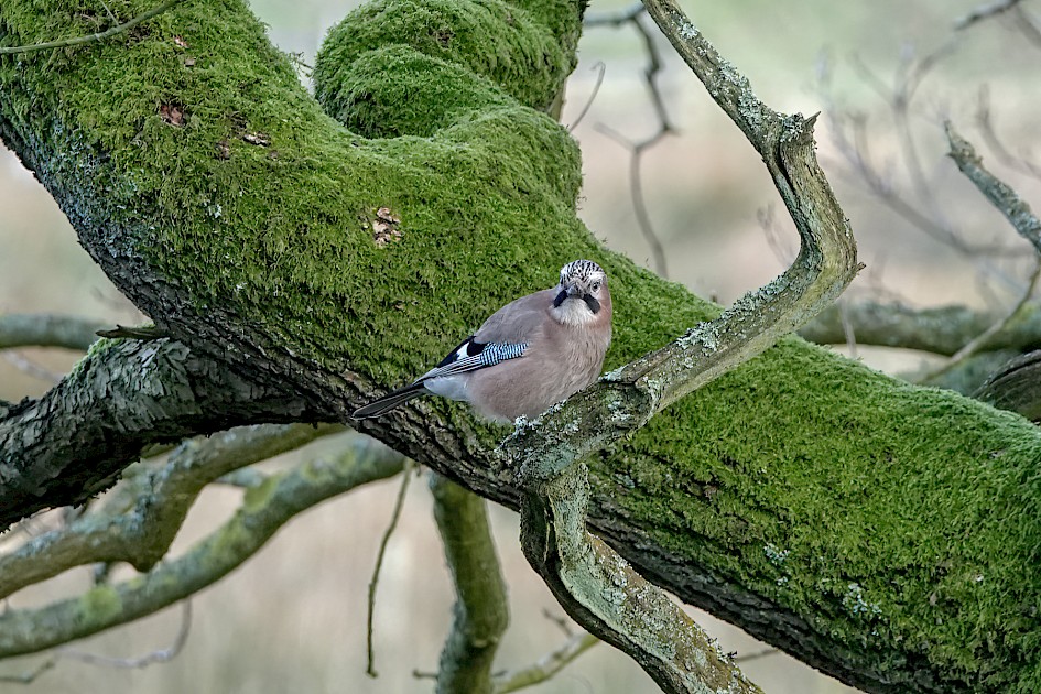 Jay, 1/250 sec, f/5.6, ISO 800, 220 mm