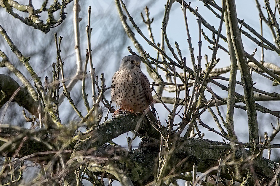 Kestrel, 1/400 sec, f/5.6, ISO 100, 220 mm