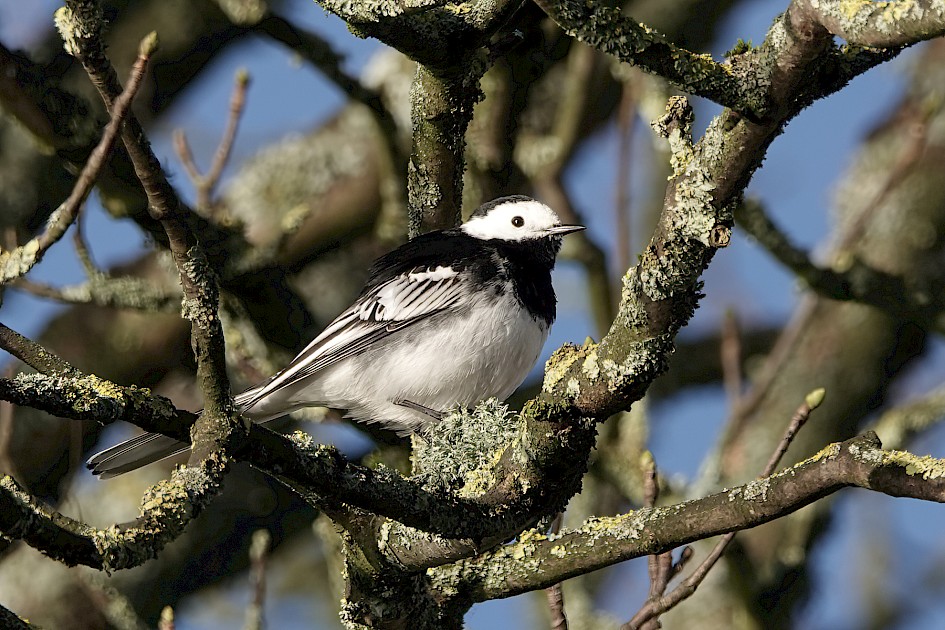 Pied Wagtail, 1/250 sec, f/5.6, ISO 100, 220 mm