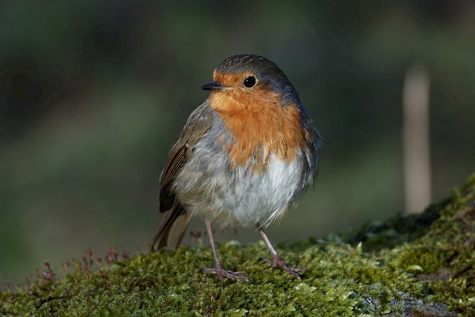 Robin, 1/250 sec, f/5.6, ISO 160, 174.93 mm