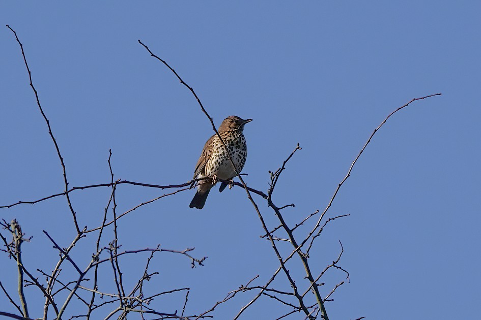 Song Thrush, 1/640 sec, f/5.6, ISO 100, 220 mm