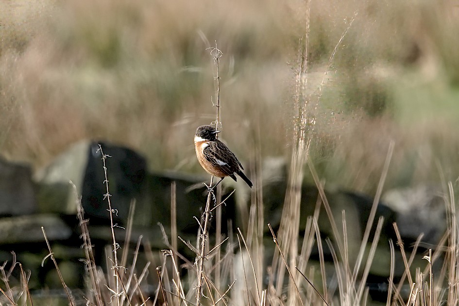 Stonechat, 1/250 sec, f/5.6, ISO 160, 155.41 mm