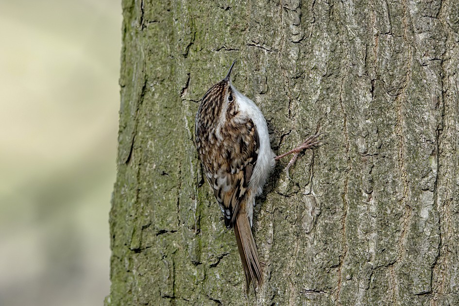 Treecreeper, 1/250 sec, f/5.6, ISO 250, 220 mm