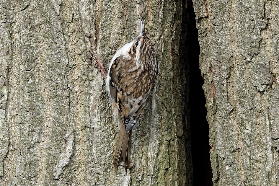 Treecreeper , 1/250 sec, f/5.6, ISO 320, 220 mm