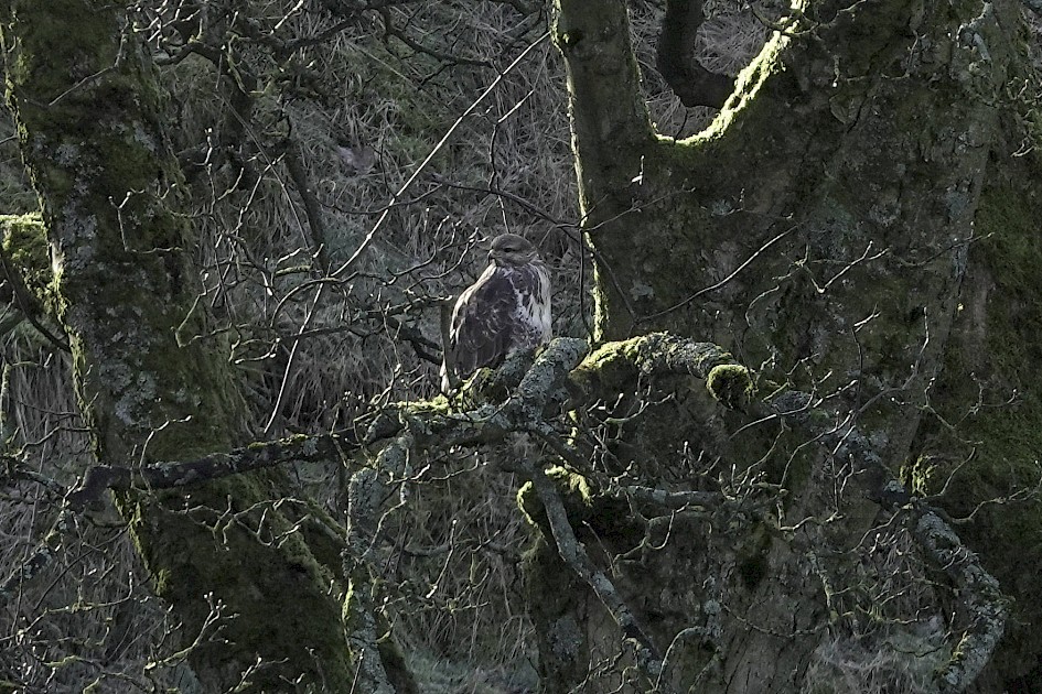 Buzzard, 1/125 sec, f/5.6, ISO 125, 220 mm