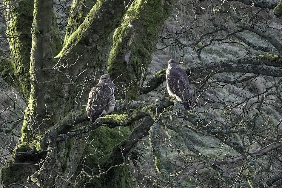 Buzzards, 1/250 sec, f/5.6, ISO 640, 220 mm