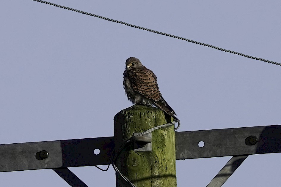 Kestrel, 1/800 sec, f/5.6, ISO 100, 220 mm