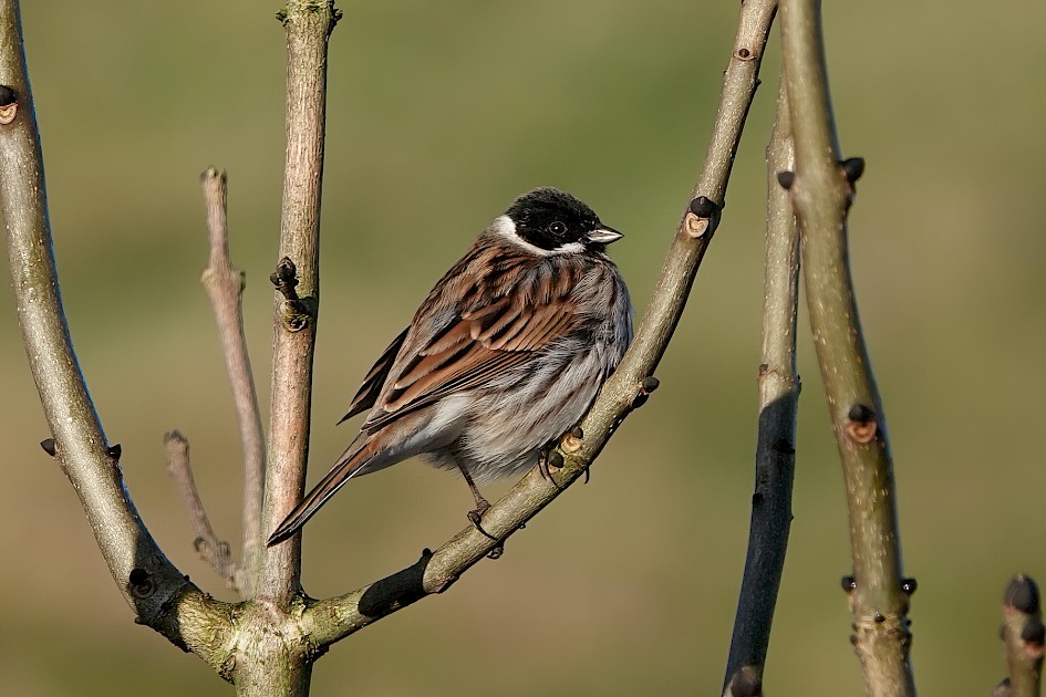 Reed Bunting, 1/250 sec, f/5.6, ISO 100, 220 mm
