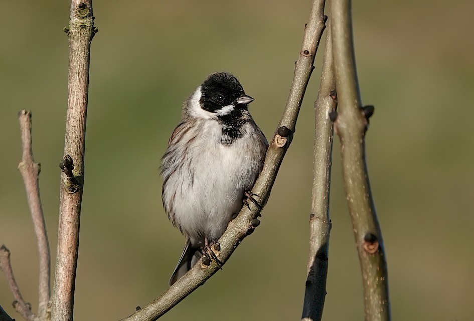 Reed Bunting , 1/250 sec, f/5.6, ISO 100, 220 mm