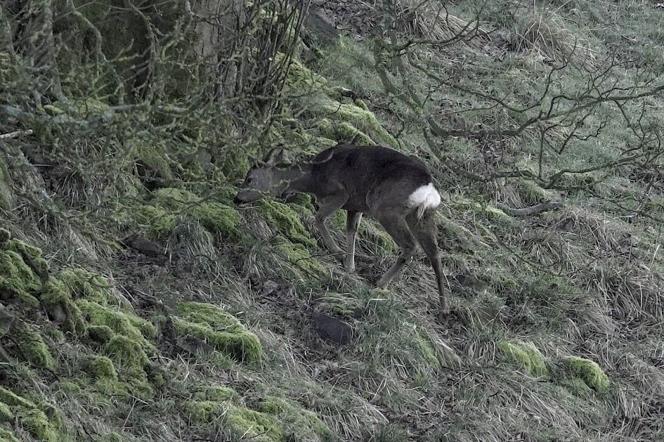 Roe Deer, 1/250 sec, f/5.6, ISO 800, 220 mm