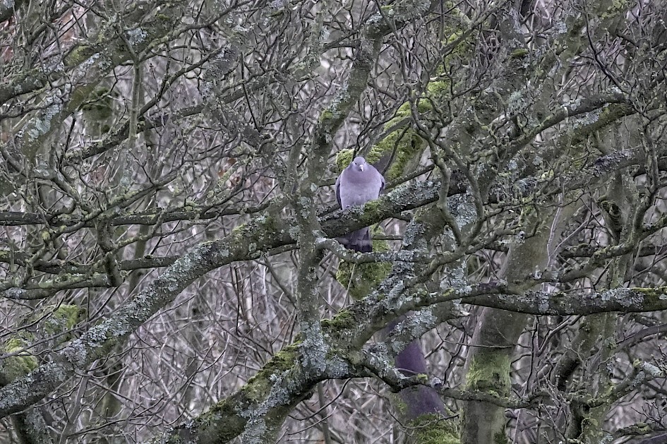 Stock Dove, 1/250 sec, f/5.6, ISO 1600, 220 mm